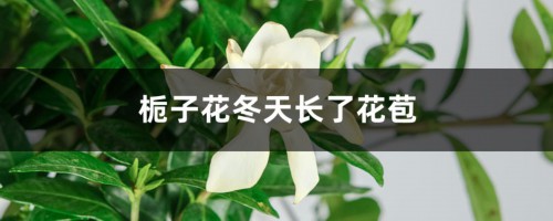 栀子花冬天长了花苞