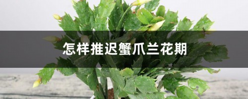 怎样推迟蟹爪兰花期，花期怎么浇水