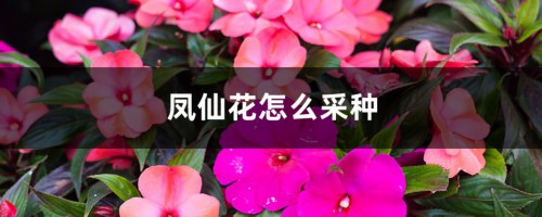 凤仙花怎么采种