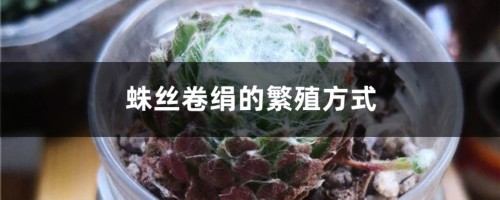 蛛丝卷绢的繁殖方式